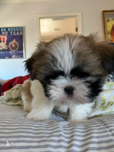 Rikki – Shih Tzu puppy for sale in Albuquerque, NM