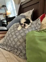 Stri-Kee, a female Shih Tzu for sale in Albuquerque, NM – Photo 1 of 7