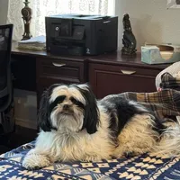 Lucky StriKe, a female Shih Tzu for sale in Albuquerque, NM – Photo 7 of 7