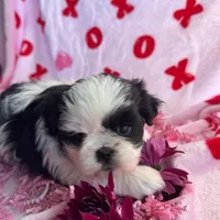 Lucky StriKe, a female Shih Tzu for sale in Albuquerque, NM – Photo 3 of 7
