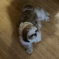 Lucky StriKe, a female Shih Tzu for sale in Albuquerque, NM – Photo 6 of 7