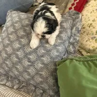 Lucky StriKe, a female Shih Tzu for sale in Albuquerque, NM – Photo 2 of 7