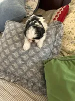 Stri-Kee, a female Shih Tzu for sale in Albuquerque, NM – Photo 2 of 7