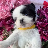 Lucky StriKe, a female Shih Tzu for sale in Albuquerque, NM – Photo 5 of 7