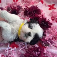 Lucky StriKe, a female Shih Tzu for sale in Albuquerque, NM – Photo 4 of 7