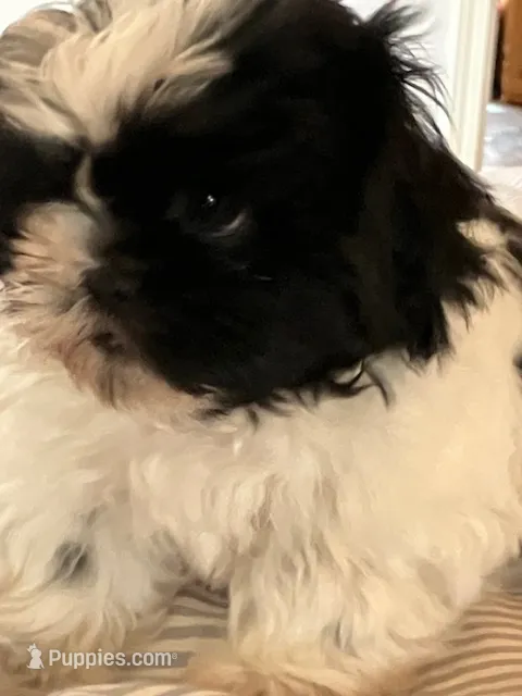 Winnie – Shih Tzu puppy for sale in Pagosa Springs, CO