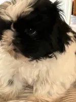 Winnie, a female Shih Tzu for sale in Pagosa Springs, CO – 1 of 8