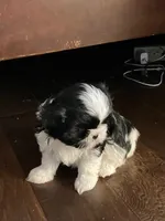 Sadie, a female Shih Tzu for sale in Albuquerque, NM – Photo 1 of 9