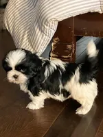 Sadie, a female Shih Tzu for sale in Albuquerque, NM – Photo 2 of 9