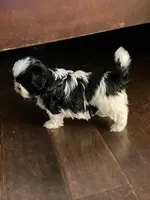 Sadie, a female Shih Tzu for sale in Albuquerque, NM – Photo 4 of 9