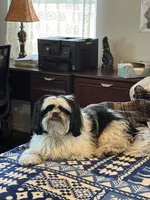 Sadie, a female Shih Tzu for sale in Albuquerque, NM – Photo 9 of 9