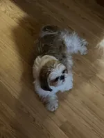 Sadie, a female Shih Tzu for sale in Albuquerque, NM – Photo 8 of 9