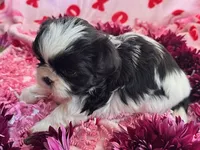 Sadie, a female Shih Tzu for sale in Albuquerque, NM – Photo 5 of 9