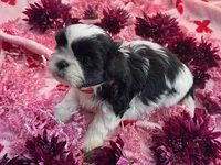 Sadie, a female Shih Tzu for sale in Albuquerque, NM – Photo 6 of 9