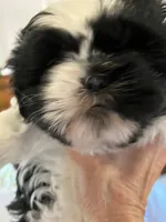 Winnie, a female Shih Tzu for sale in Albuquerque, NM – 3 of 5
