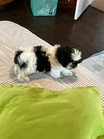 Winnie, a female Shih Tzu for sale in Pagosa Springs, CO – 3 of 8