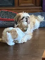 Rikki, a female Shih Tzu for sale in Albuquerque, NM – 7 of 7