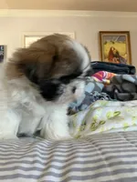 Rikki, a female Shih Tzu for sale in Albuquerque, NM – 3 of 7