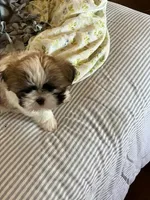 Rikki, a female Shih Tzu for sale in Albuquerque, NM – 4 of 7