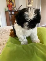 Winnie, a female Shih Tzu for sale in Pagosa Springs, CO – 2 of 8