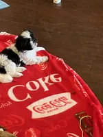 Winnie, a female Shih Tzu for sale in Albuquerque, NM – 2 of 5