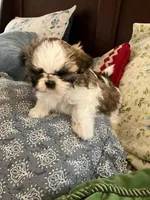 Mac, a male Shih Tzu for sale in Albuquerque, NM – Photo 4 of 9