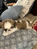 Mac, a male Shih Tzu for sale in Albuquerque, NM – Photo 3 of 9