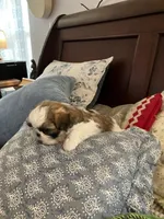 Mac, a male Shih Tzu for sale in Albuquerque, NM – Photo 2 of 9