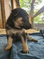Nightshade , a female German Shepherd Dog for sale in Forrest City, AR – 2 of 6