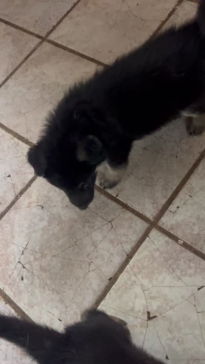 Nightshade , a female German Shepherd Dog for sale in Forrest City, AR – 6 of 6