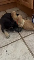 Nightshade , a female German Shepherd Dog for sale in Forrest City, AR – 3 of 6