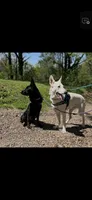 Nightshade , a female German Shepherd Dog for sale in Forrest City, AR – 4 of 6