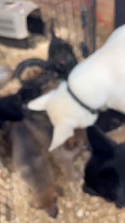 Nightshade , a female German Shepherd Dog for sale in Forrest City, AR – 5 of 6