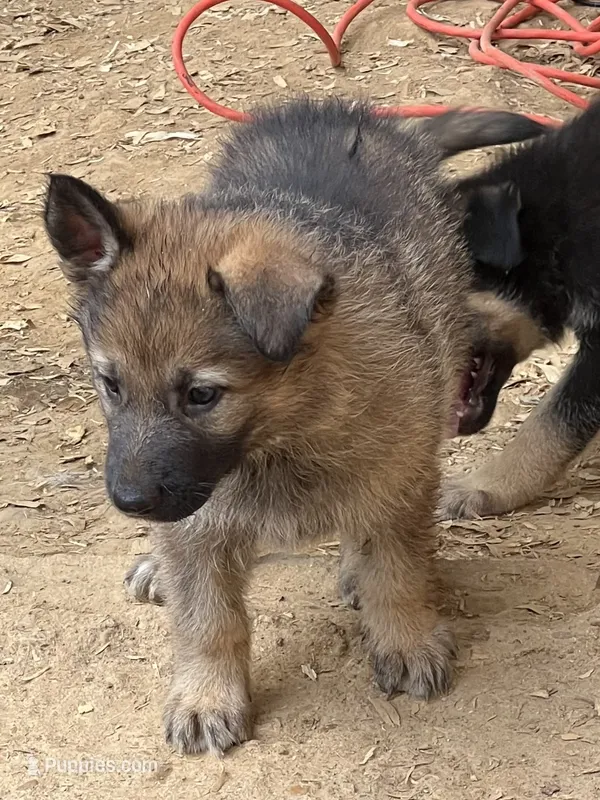 Annika , a female German Shepherd Dog for sale in Forrest City, AR – 1 of 4