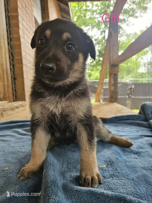 Nightshade  – German Shepherd Dog puppy for sale in Forrest City, AR