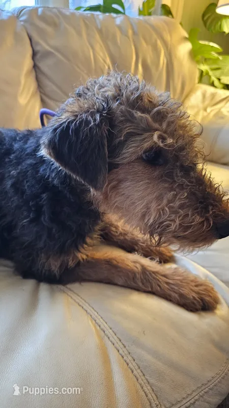 Oscar, a male Airedale Terrier for sale in Saginaw, MI – 1 of 7