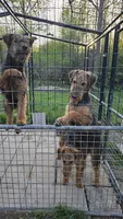 Sweet pea, a female Airedale Terrier for sale in Saginaw, MI – 2 of 5