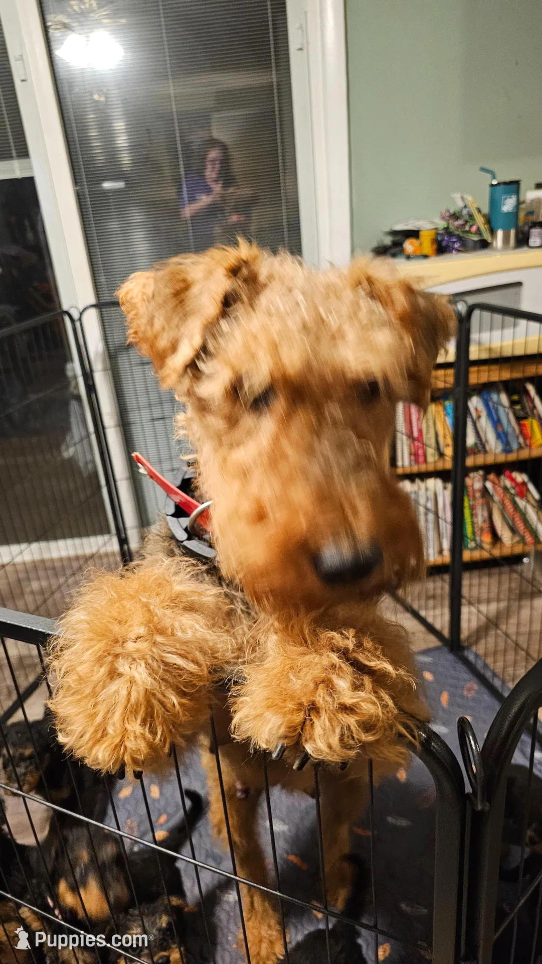 Dandy, a male Airedale Terrier for sale in Saginaw, MI – 8 of 10