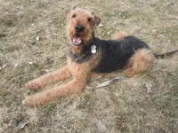 Oscar, a male Airedale Terrier for sale in Saginaw, MI – 3 of 7