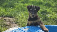 Oscar, a male Airedale Terrier for sale in Saginaw, MI – 6 of 7