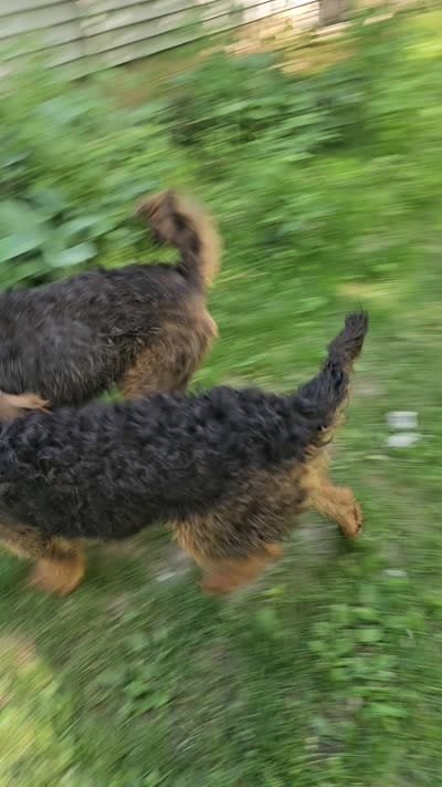 Sweet pea, a female Airedale Terrier for sale in Saginaw, MI – 4 of 5