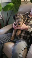 Oscar, a male Airedale Terrier for sale in Saginaw, MI – 2 of 7