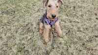 Lilly, a female Airedale Terrier for sale in Saginaw, MI – 7 of 8