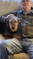 Lilly, a female Airedale Terrier for sale in Saginaw, MI – 2 of 8