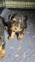 Sweet pea, a female Airedale Terrier for sale in Saginaw, MI – 6 of 9