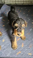 Sweet pea, a female Airedale Terrier for sale in Saginaw, MI – 7 of 9
