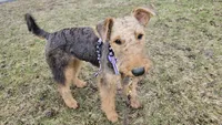Lilly, a female Airedale Terrier for sale in Saginaw, MI – 6 of 8