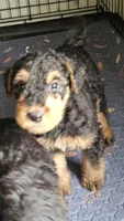 Sweet pea, a female Airedale Terrier for sale in Saginaw, MI – 3 of 9