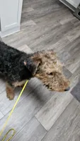 Lilly, a female Airedale Terrier for sale in Saginaw, MI – 3 of 8