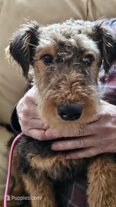 Lilly, a female Airedale Terrier for sale in Saginaw, MI – 1 of 8